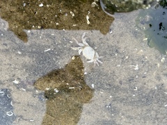 Hemigrapsus oregonensis