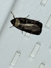 Pseudohermonassa bicarnea