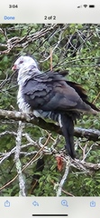 Columba leucomela