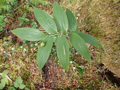 Maianthemum stellatum