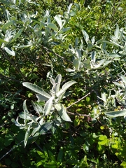 Salix sitchensis
