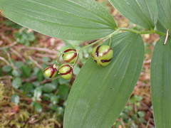 Maianthemum stellatum