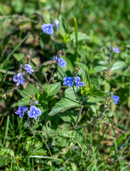 Veronica chamaedrys