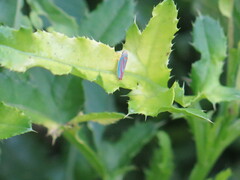 Graphocephala coccinea