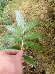 Maianthemum stellatum