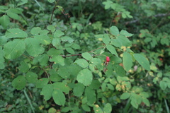 Rosa acicularis
