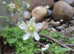 Parnassia fimbriata