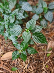 Dicliptera chinensis