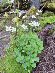 Parnassia fimbriata
