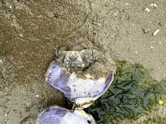 Hemigrapsus oregonensis