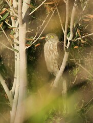 Accipiter badius