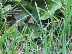 Achyra rantalis