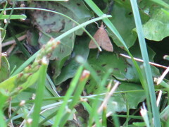 Achyra rantalis