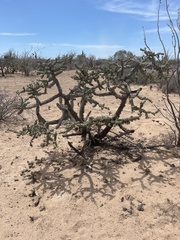 Cylindropuntia cholla