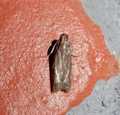 Phycitini
