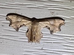 Calledapteryx dryopterata