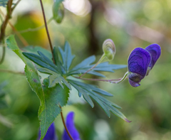 Aconitum volubile