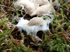 Fuligo septica