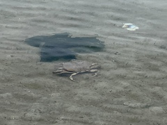 Metacarcinus magister