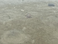 Metacarcinus magister