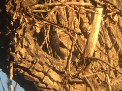 Athene cunicularia