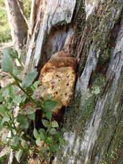 Gloeophyllum odoratum