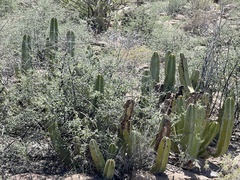Lophocereus schottii
