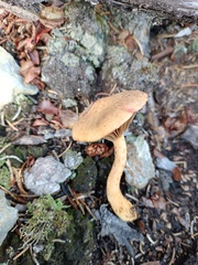 Chroogomphus helveticus