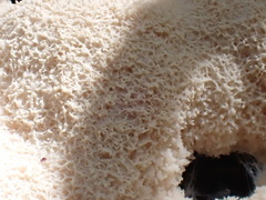 Fuligo septica