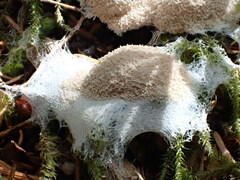 Fuligo septica