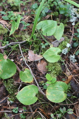 Maianthemum bifolium