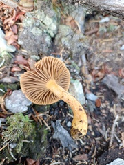 Chroogomphus helveticus