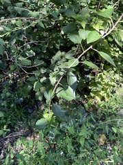 Celastrus orbiculatus