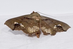 Lopharthrum comprimens