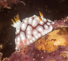 Goniobranchus geometricus