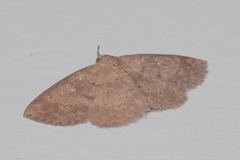 Sarobides inconclusa