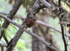 Troglodytes pacificus