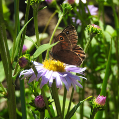 Lasiommata petropolitana