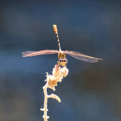 Erpetogomphus compositus