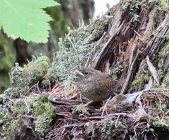 Troglodytes pacificus