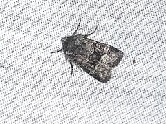 Lacinipolia strigicollis