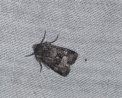 Lacinipolia strigicollis