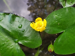 Nuphar lutea
