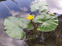 Nuphar lutea