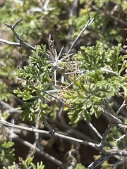 Ambrosia bryantii