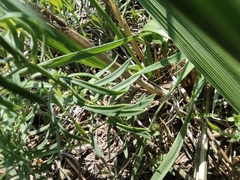 Linaria vulgaris
