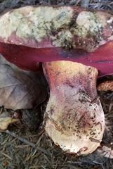 Rubroboletus pulcherrimus