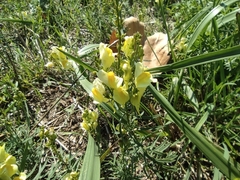 Linaria vulgaris