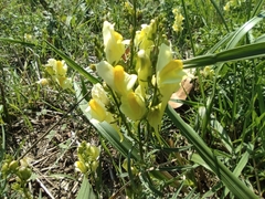 Linaria vulgaris