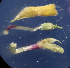 Muraltia ciliaris